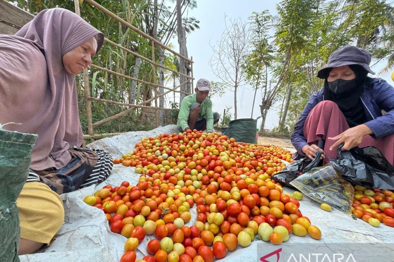 Pemkot Palu Tanam 5 Komoditas di 46 Hektare Lahan untuk Kendalikan Inflasi Lewat Program Palu Mapan