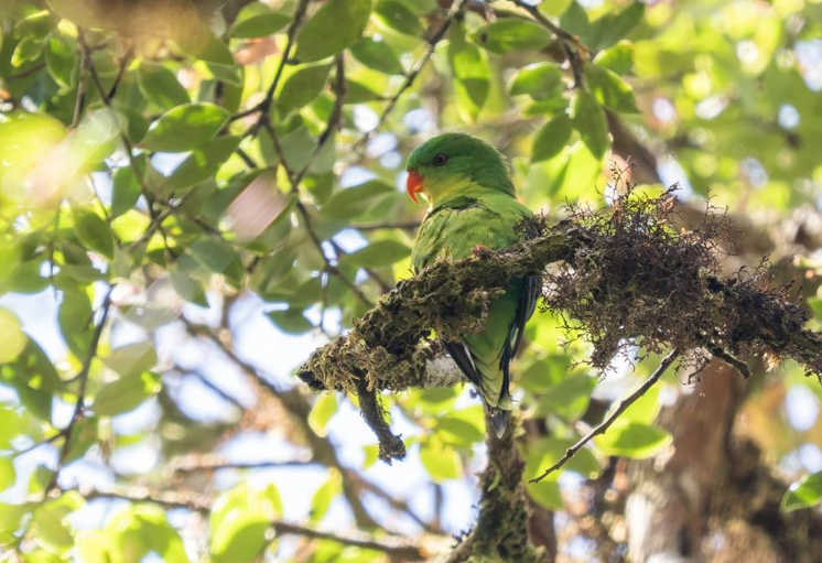 Setelah Nyaris Seabad Tak Terlihat, Nuri Dahi Biru Endemik Buru Kembali Ditemukan di Gunung Kapalatmada