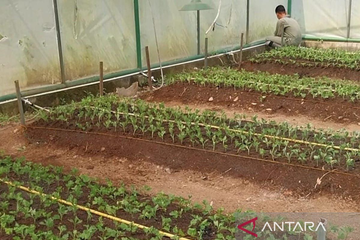Pemkot Solok Kembangkan 2.000 Bibit Krisan di Payo, Incar Sentra Tanaman Hias