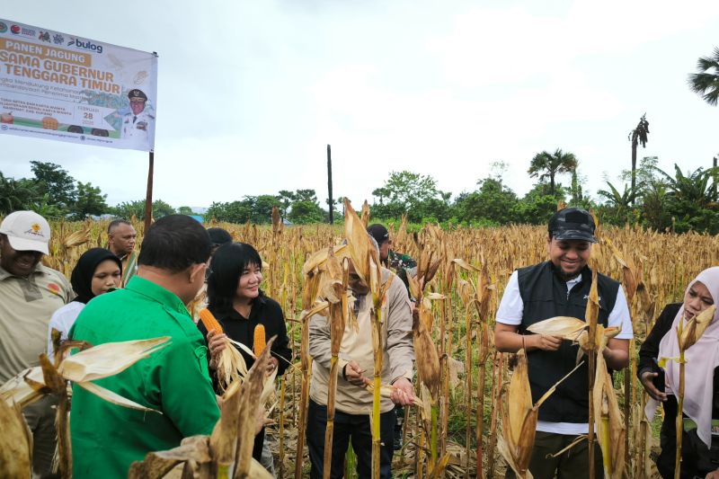 Bulog NTT Serap 2.330 Ton Jagung Petani Lokal untuk Pakan Ternak, Harga di Tingkat Petani Terjaga