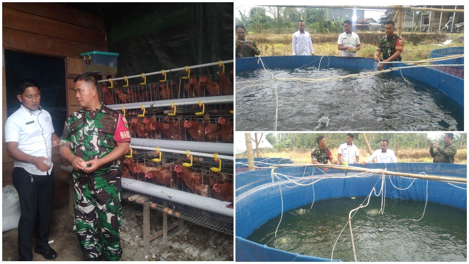 Babinsa Desa Kampung Baru Rejang Lebong Kembangkan Bioflok dan Ayam Petelur, Harga Telur dan Ikan Lebih Murah untuk Warga
