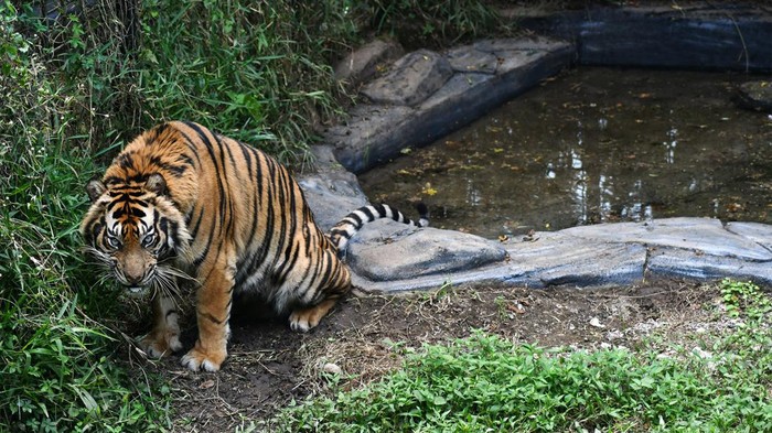 Harimau Sumatera Kembali Terkam Ternak di Aceh Tengah, BKSDA Takengon Turun ke Lokasi Besok