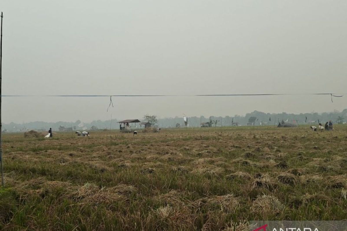 BMKG Peringatkan Kabut Asap Selimuti 5 Daerah Kalsel Pagi Ini, Hujan Ringan Diprakirakan Sore