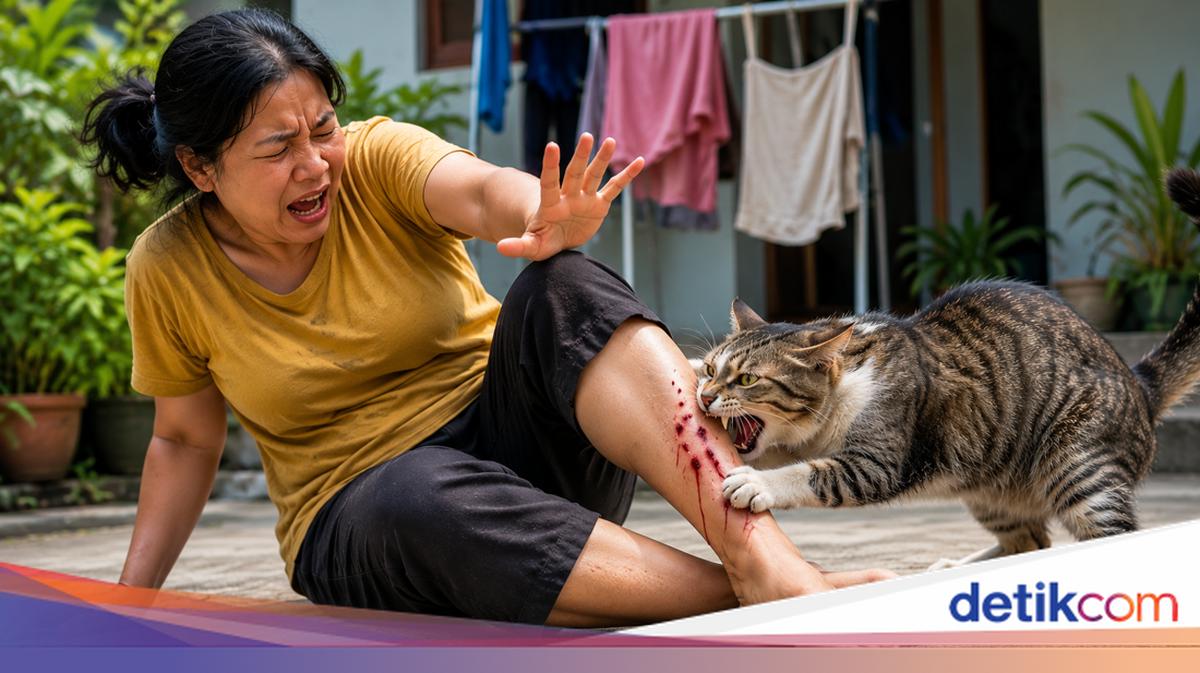 IRT di Jembrana Meninggal Dunia Usai Digigit Kucing Liar, Sempat Abaikan Luka Gigitan