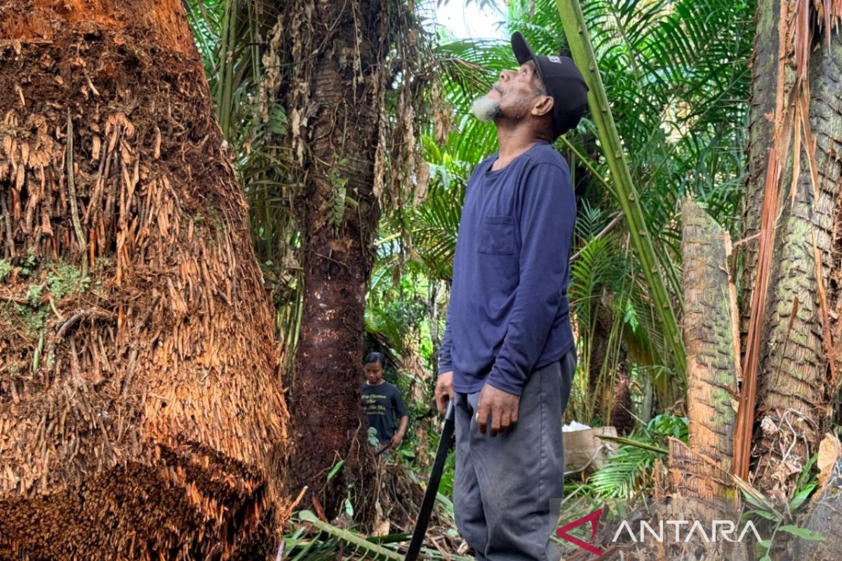 Hutan Sagu di Papua Terus Menyusut, Antropolog Peringatkan Ancaman Hilangnya Identitas Budaya Masyarakat Adat