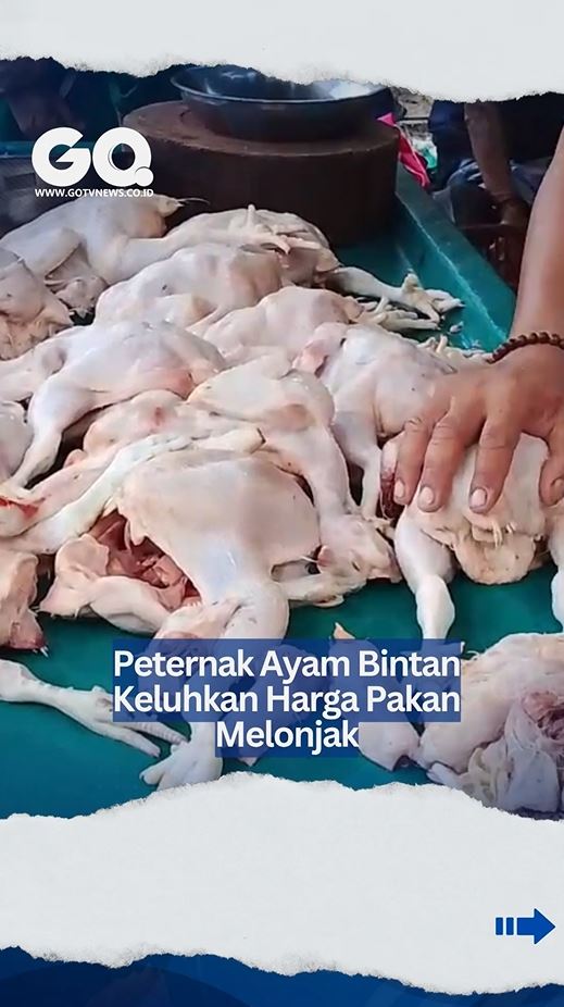 Harga Pakan Ayam di Bintan Naik 30 Persen, Peternak Ngotot Minta Harga Jual Dinaikkan
