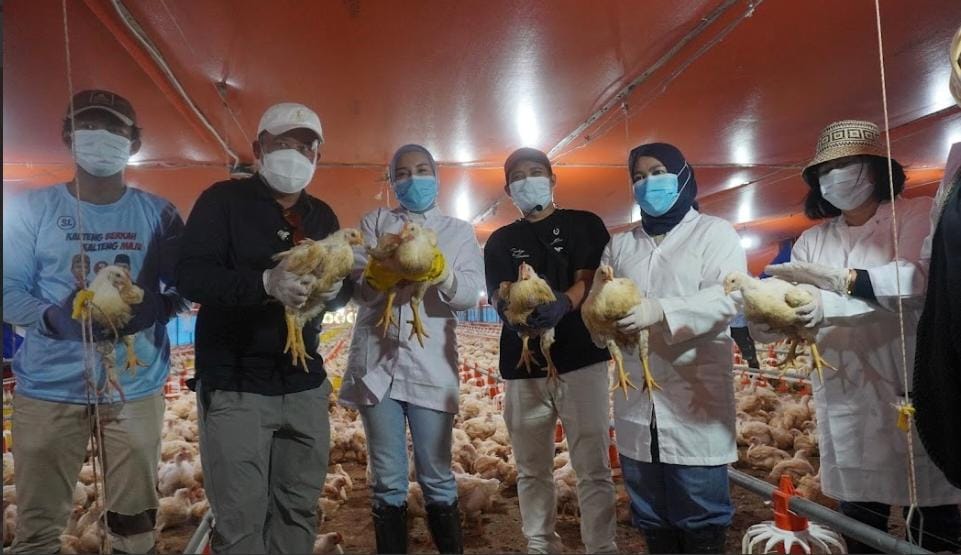 24.000 Ekor Ayam Broiler Dipanen di Palangka Raya, Dinas TPHP Kalteng Buktikan Efisiensi Sistem Close House