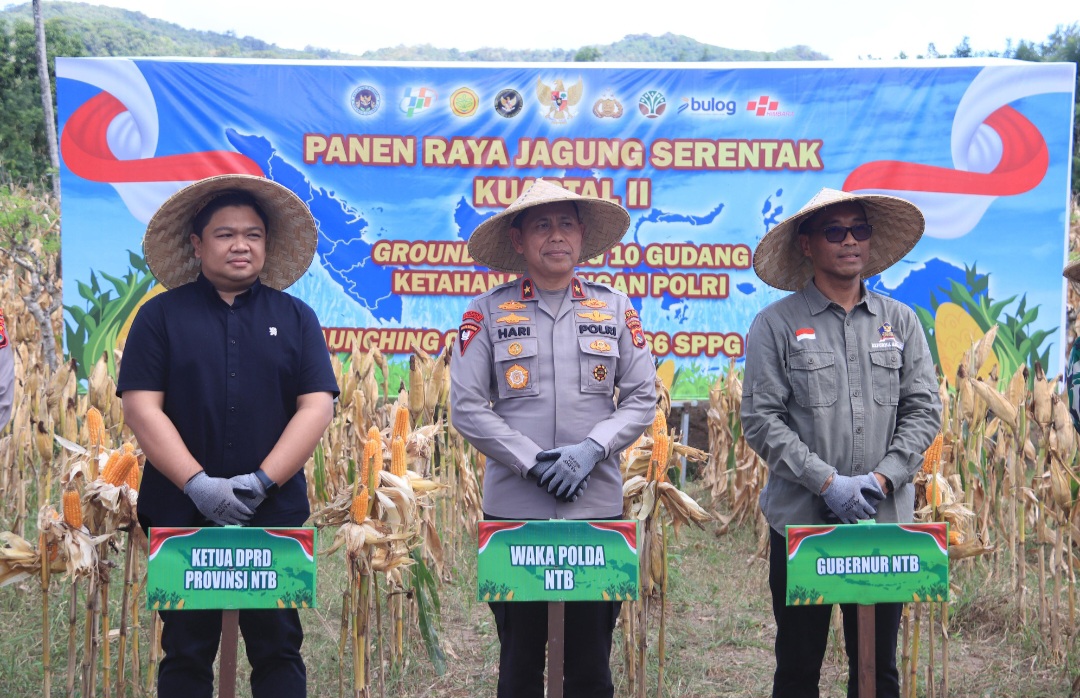 Polda NTB Panen Raya Jagung di Lombok Barat, Groundbreaking 10 Gudang Ketahanan Pangan Polri Serentak