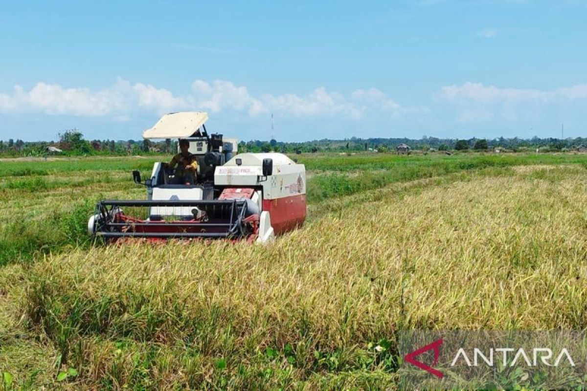 BMKG Babel Minta Petani Tak Tanam Padi Saat Kemarau 2026, Ini Tanaman Pengganti yang Disarankan