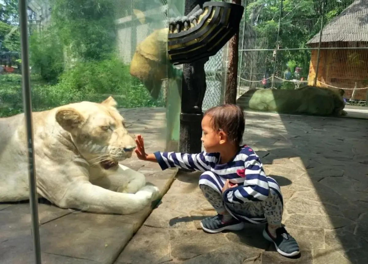 Faunaland Ancol Hadirkan 9 Daya Tarik Wisata Satwa Bernuansa Papua, Anak Bisa Beri Makan Singa Putih