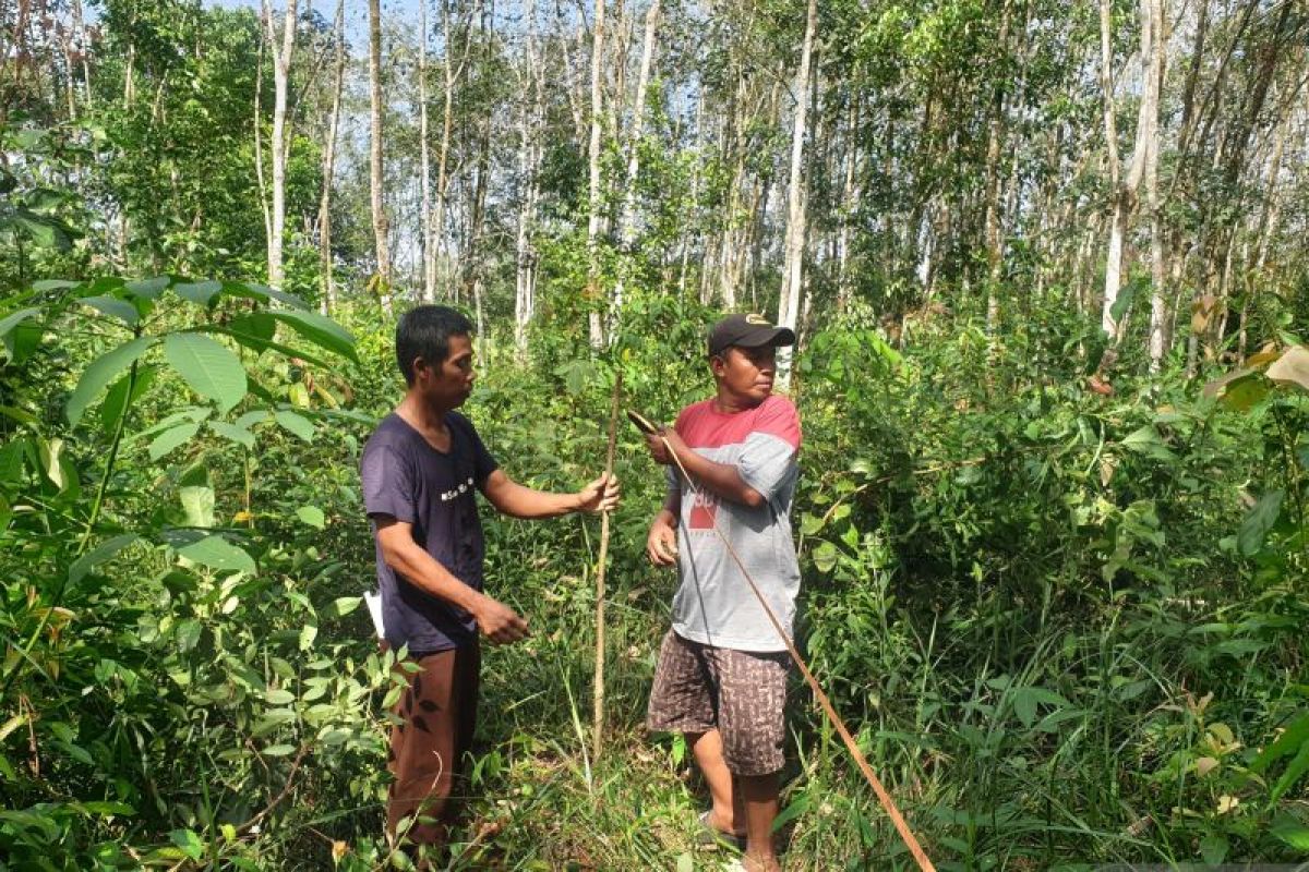 Wagub Sumsel Cik Ujang Salurkan Benih Jagung Hibrida, Produksi Tembus 140 Ribu Ton