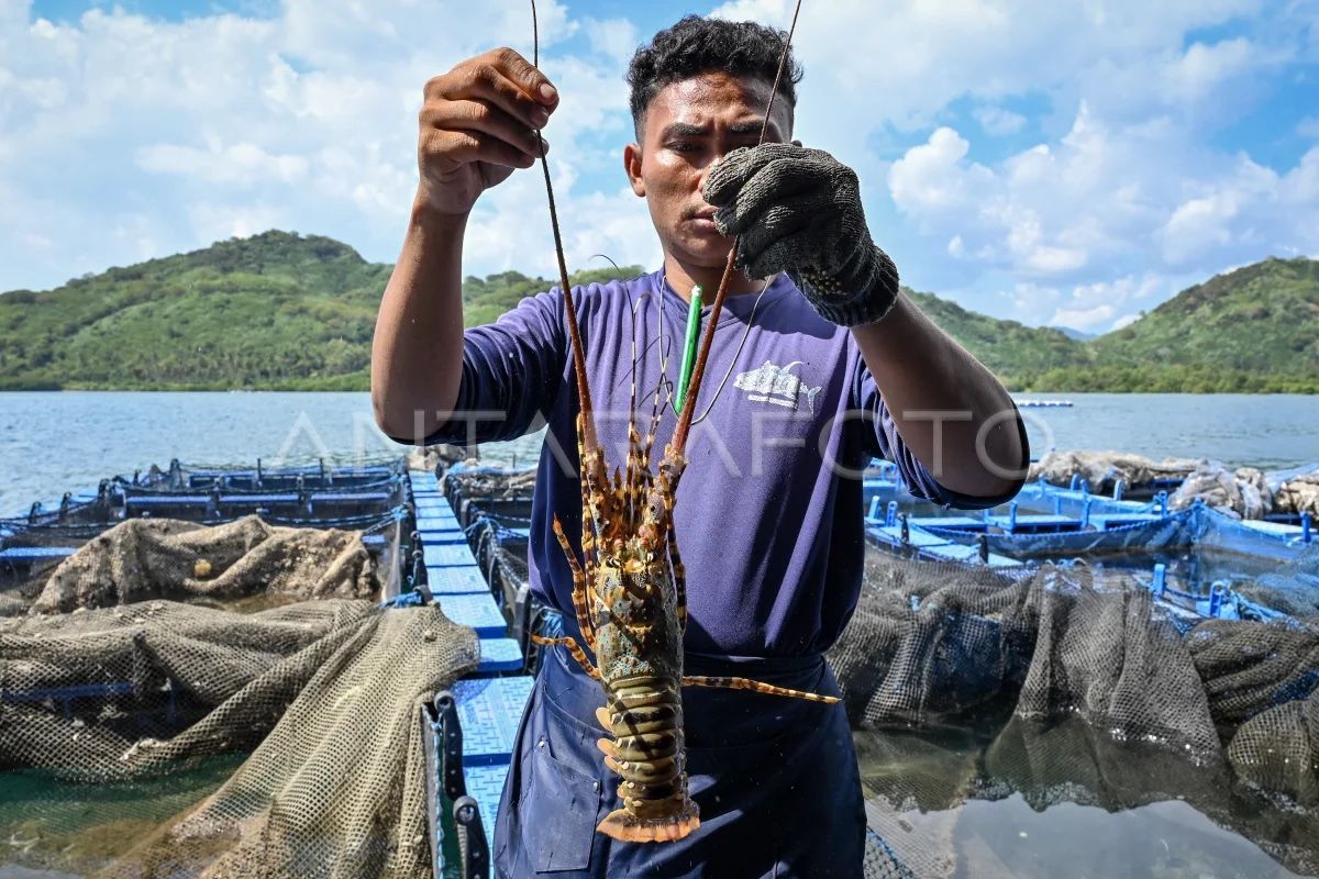 KKP Targetkan Panen Perdana Budi Daya Lobster di Batam Capai 40 Kg per Lubang KJA pada September 2026