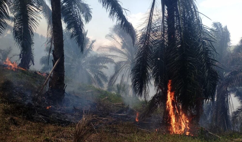 Kebakaran Hanguskan 15 Hektare Lahan Sawit PT Condong Garut, Polisi Selidiki Sumber Api di Musim Kemarau
