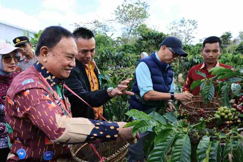 Gubernur Lampung Tinjau Kebun Induk Hanakau di Lampung Barat, Perkenalkan Pupuk Hayati yang Percepat Panen Kopi