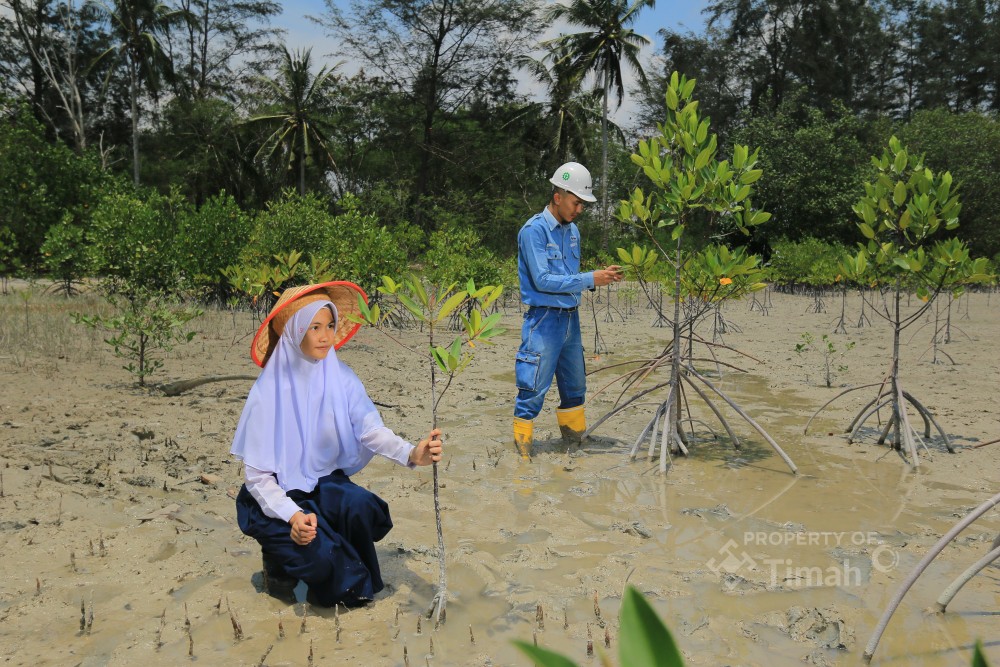 PT TIMAH Tanam 36.100 Bibit Mangrove di Bangka Belitung dan Kepri Sepanjang 2025 untuk Dukung Net Zero Emissions