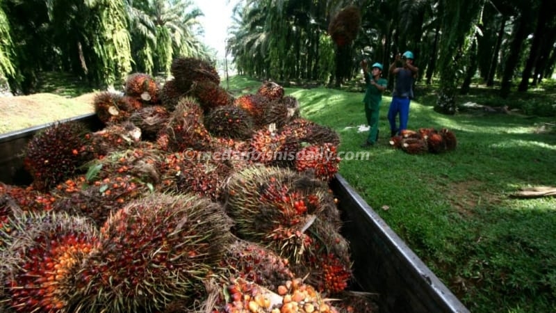 Harga TBS Sawit di Sumut Naik Rp100 per Kg, Sergai dan Madina Masih Jadi yang Tertinggi di Angka Rp3.300