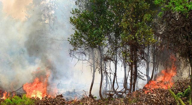 BPBD Sumsel Kerahkan 4 Helikopter Water Bombing Padamkan 12 Titik Api Karhutla di 8 Wilayah