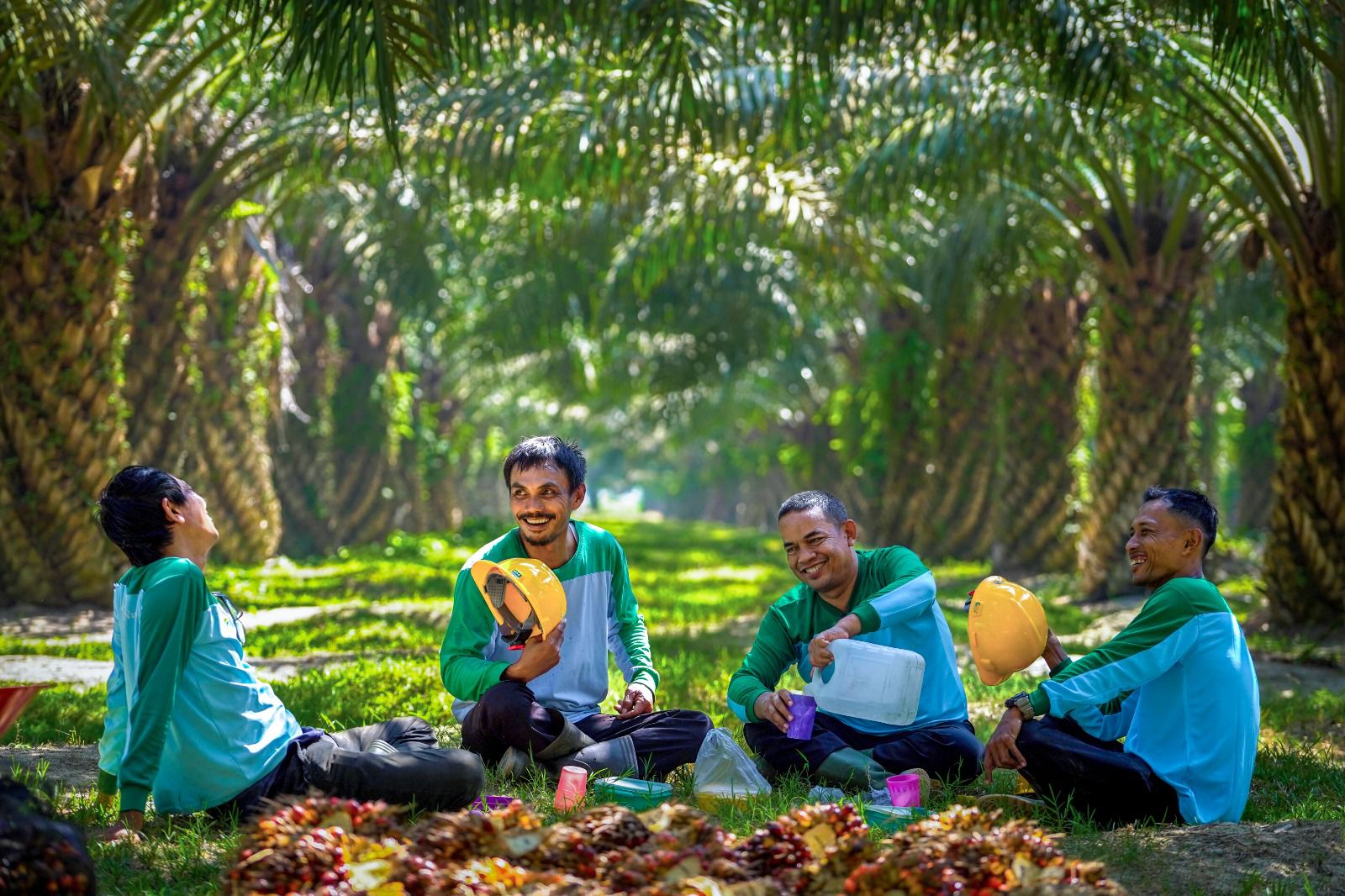 Harga TBS Sawit Sumut Anjlok Rp 98 per Kilogram, Pekebun Terima Rp 3.781 per Kg untuk Pohon Produktif
