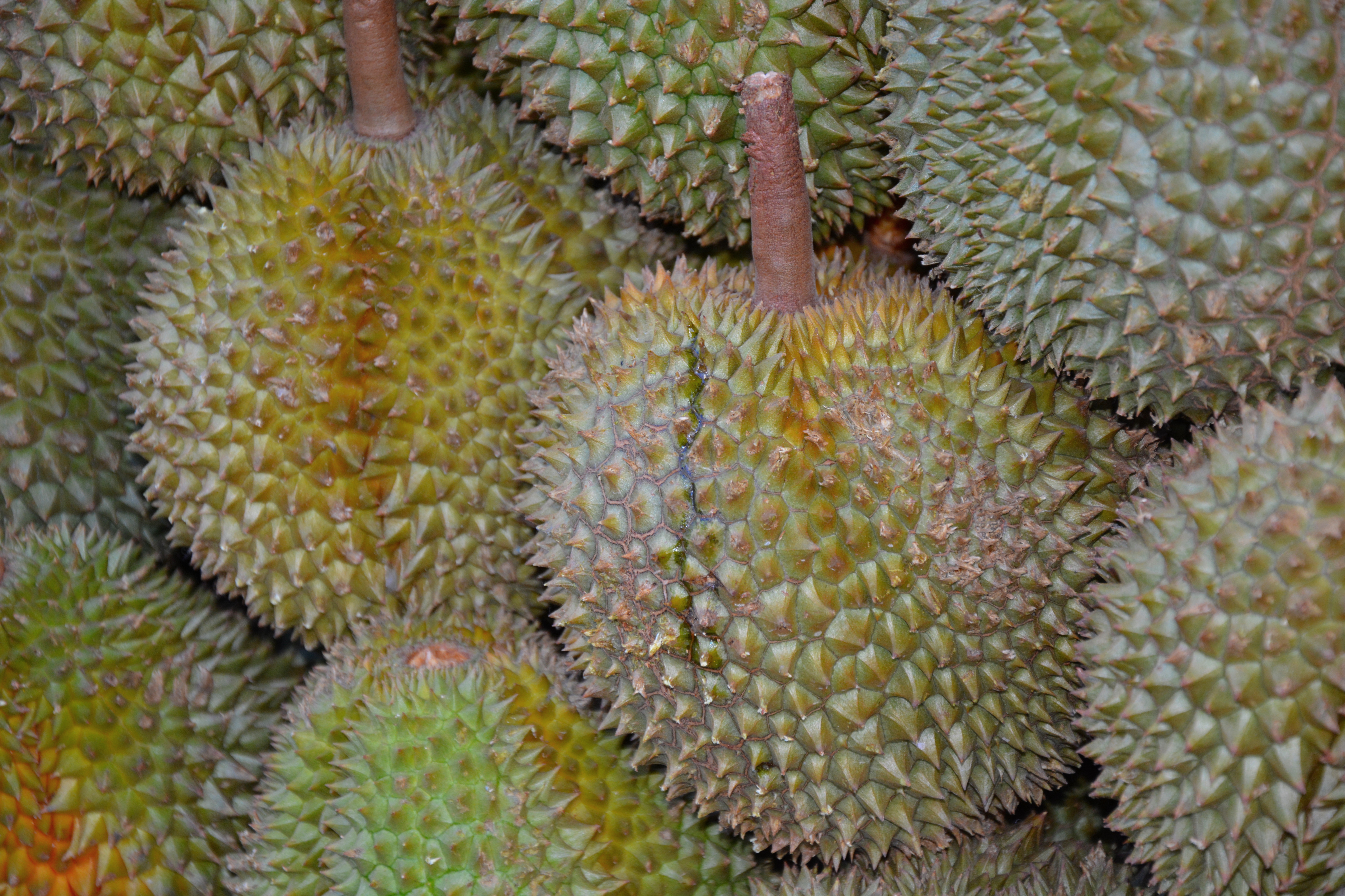 Cara Memilih Durian yang Bagus, Manis, dan Daging Tebal