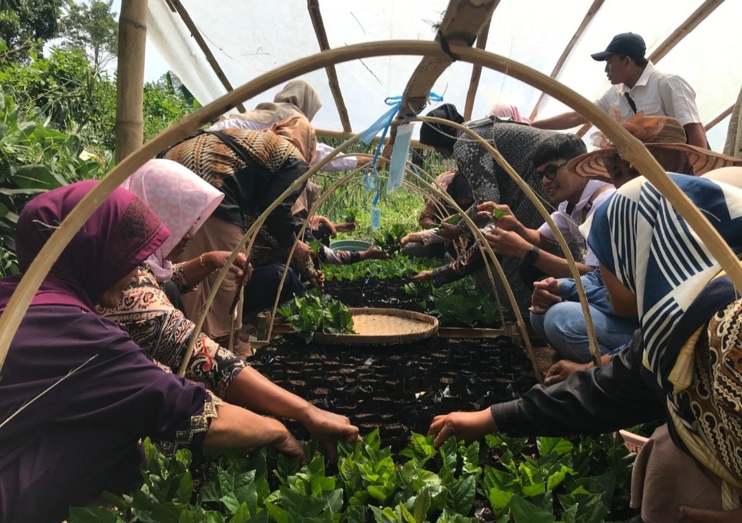 70 Persen Bibit Kopi Hasil Pelatihan UNS di Temanggung Tumbuh Sehat, KWT Mustika Sari Kini Siap Kembangkan Usaha Pembibitan