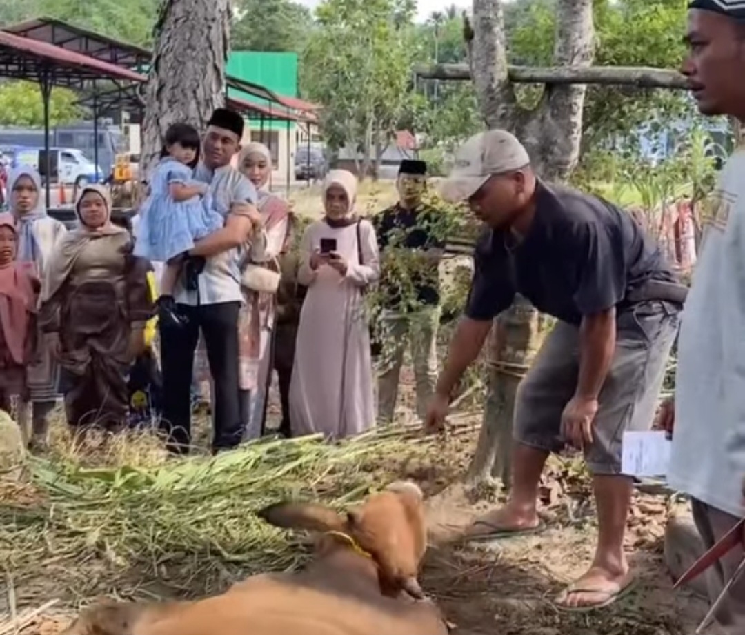 Polres Mandailing Natal Sembelih 25 Ekor Sapi Kurban Idul Adha 1447 H, 3 Ekor di Antaranya dari Kapolda Sumut