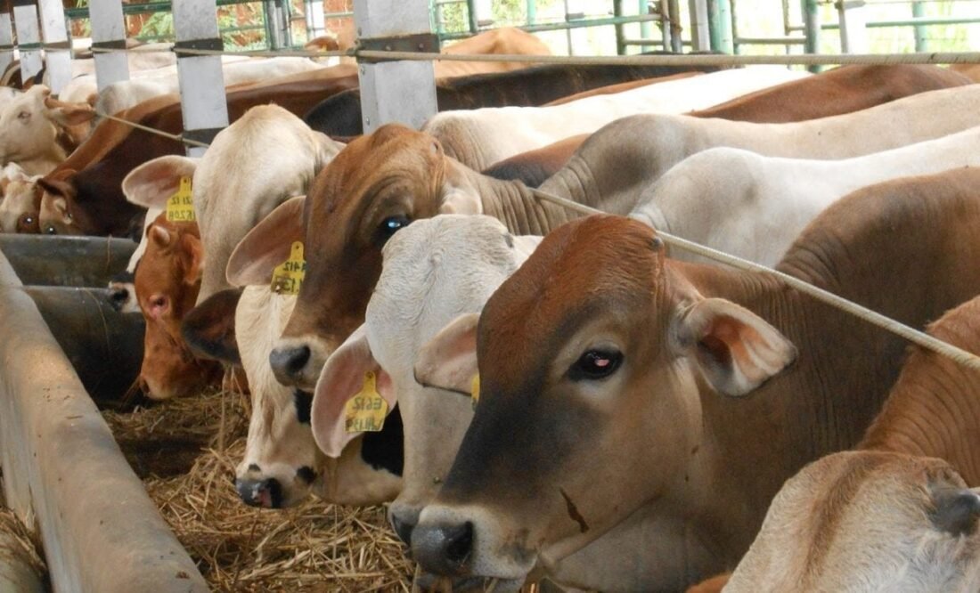 5 Kabupaten/Kota di Kalimantan Utara Kurban 2.281 Hewan Iduladha 1447 H, Nunukan Tersumbang Sapi Terbanyak