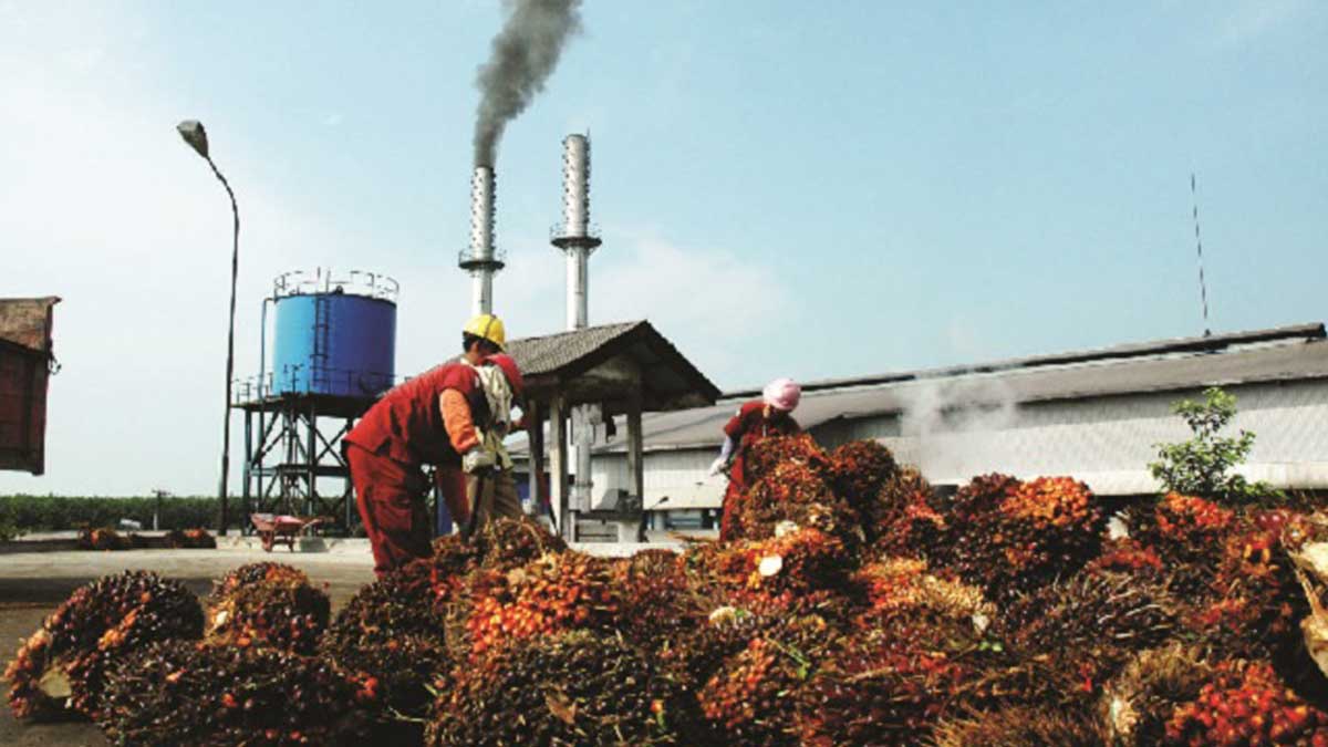 Harga TBS Sawit Sumut Periode 17-23 Juni 2026 Naik Rp159 per Kg, Petani Kelapa Sawit di 33 Kabupaten Terima Dampak