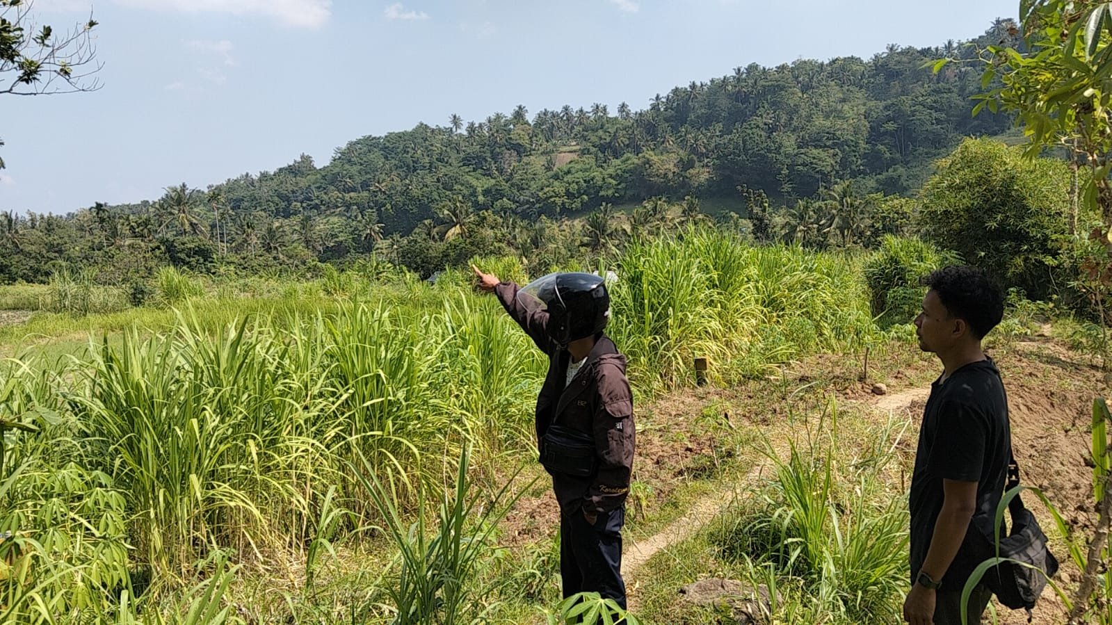 13 Hektare Lahan di Desa Penyangga Bendungan Meninting Mati Suri, Petani di Lombok Barat Tak Bisa Tanam Padi Selama 7 Tahun