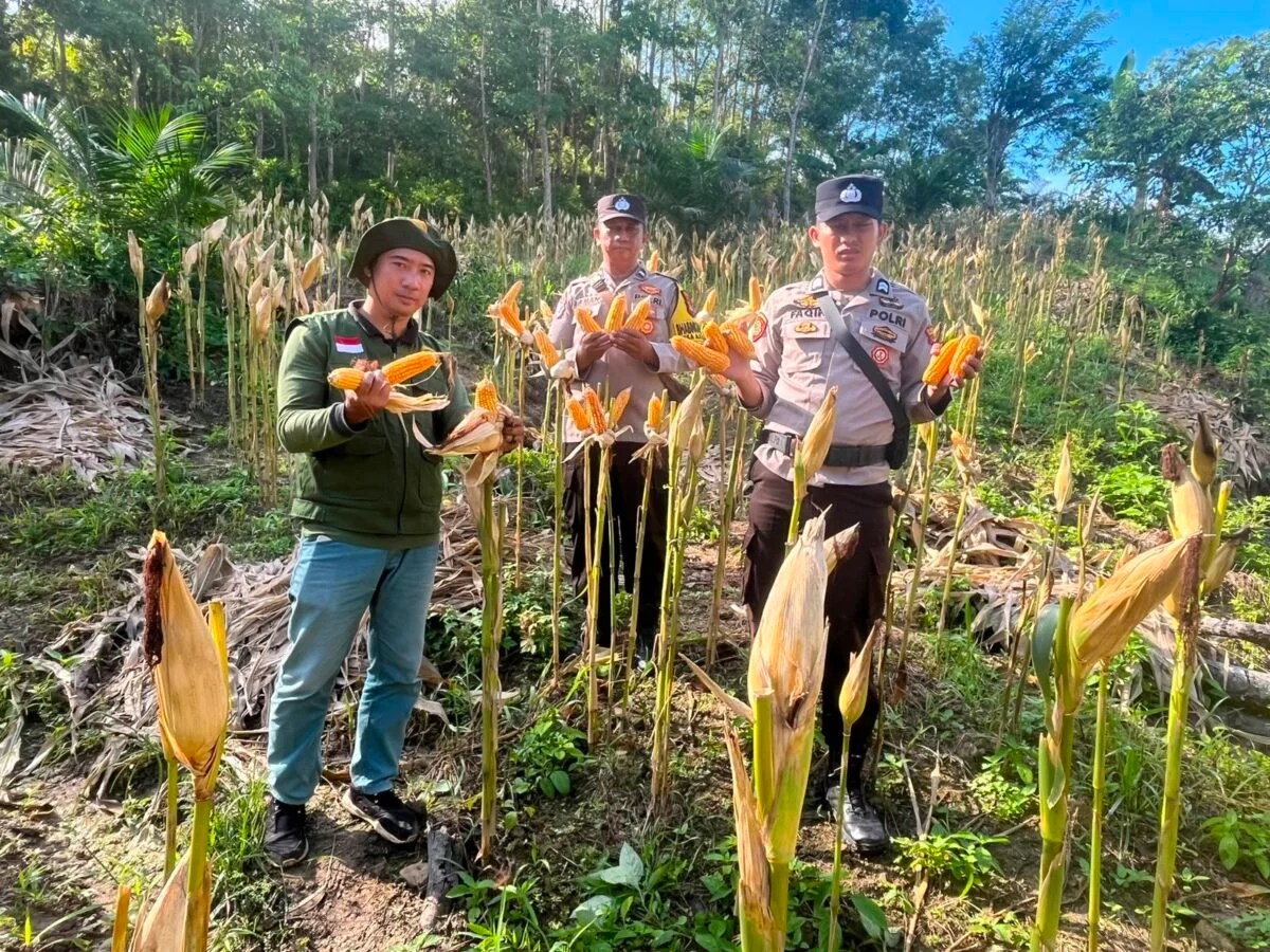 Polsek Sebatik Barat Dampingi Panen Jagung Kelompok Tani Anak Maspul di Nunukan, Wujud Dukungan Ketahanan Pangan
