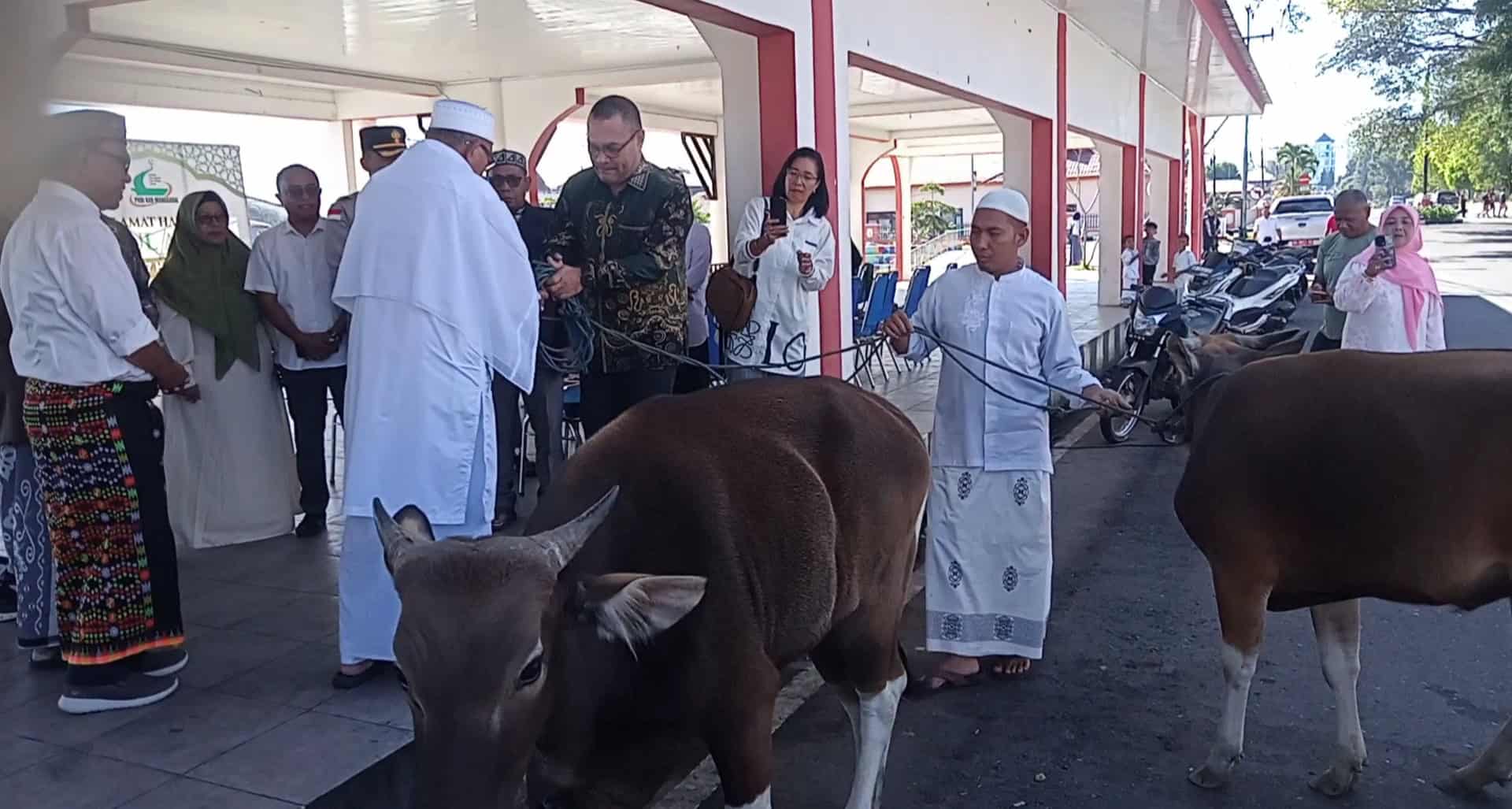 Pemkab Manggarai Serahkan Sapi Kurban untuk Idul Adha 1447 H, Bupati Tak Hadir karena Jemput Opini WTP di Kupang