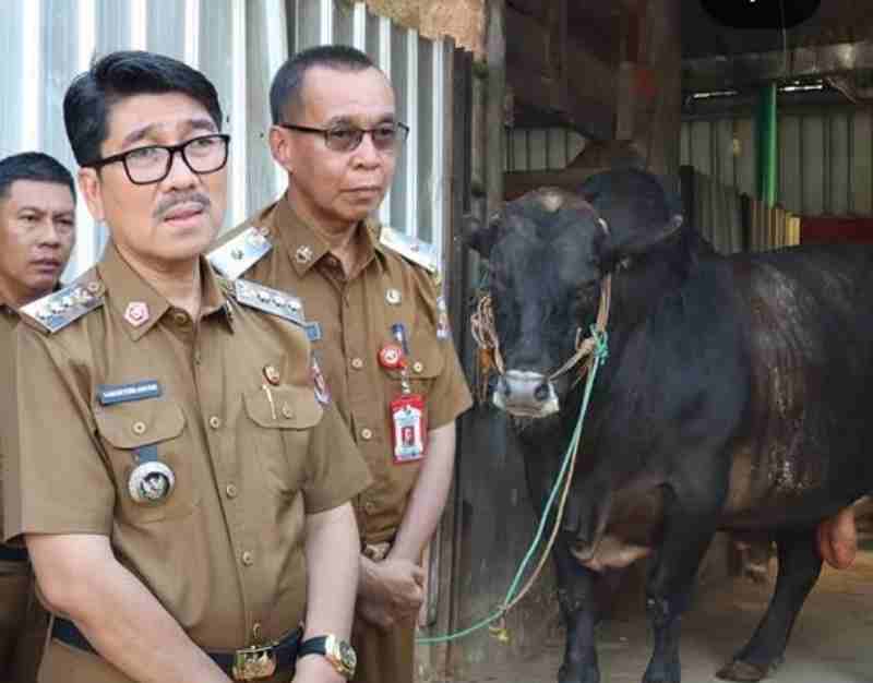 Pemkab Lampung Utara Siapkan 10 Ekor Sapi Kurban Iduladha 1447 H, Satu Bantuan Presiden Prabowo Bobot Hampir Satu Ton
