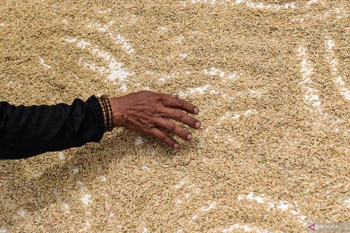 Brigade Pangan di Lebak Optimalkan 200 Hektare Sawah Petani Milenial, Produksi Capai 473.697 Ton Gabah