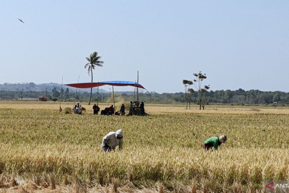 Stok Beras Gorontalo Utara Dipastikan Aman hingga Akhir Tahun, Harga Medium Masih di Rp 13.500-Rp 14.000