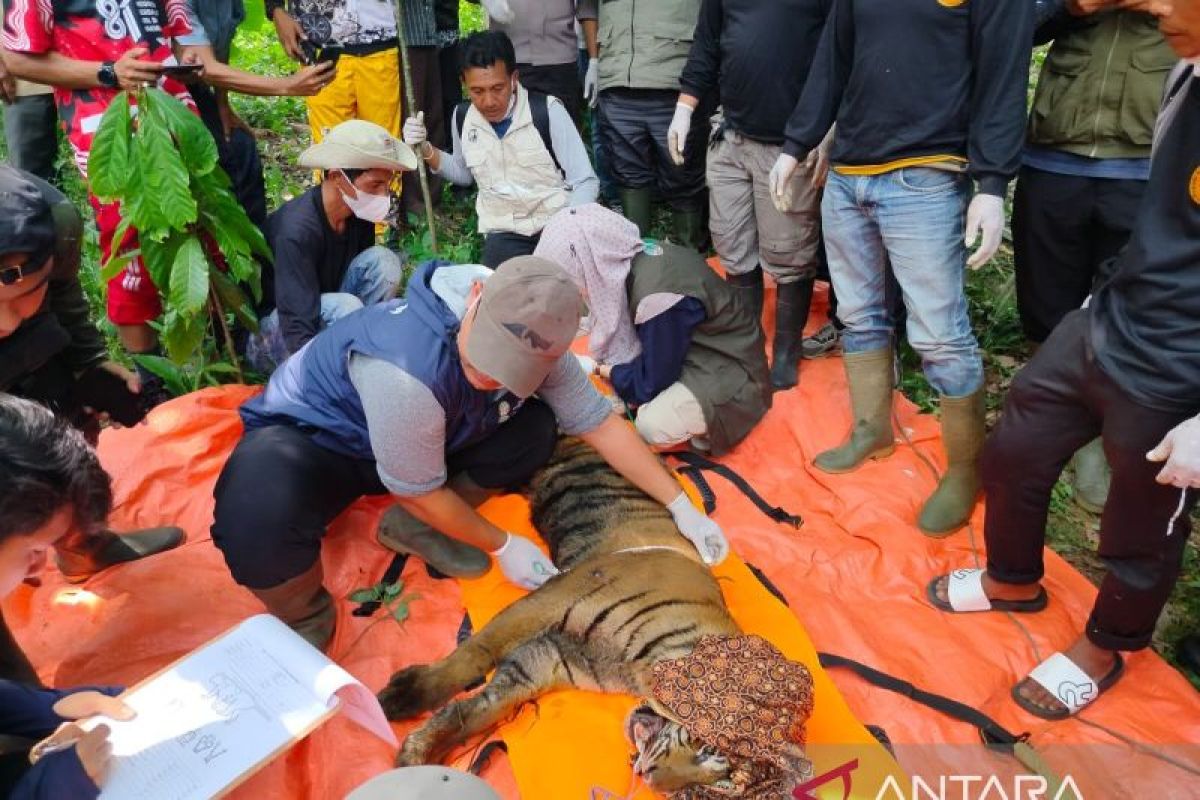 Harimau Sumatera Masuk Kandang Jebak BKSDA di Agam Dievakuasi, Dinamai Sari Palita