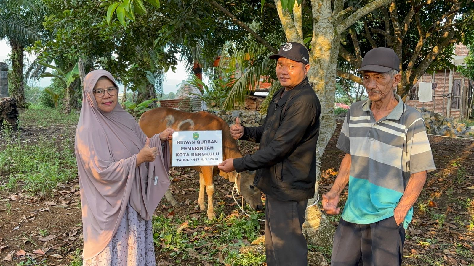 Jumlah Hewan Kurban di Kota Bengkulu Naik 5 Persen Jadi 2.426 Ekor, Sapi Mendominasi