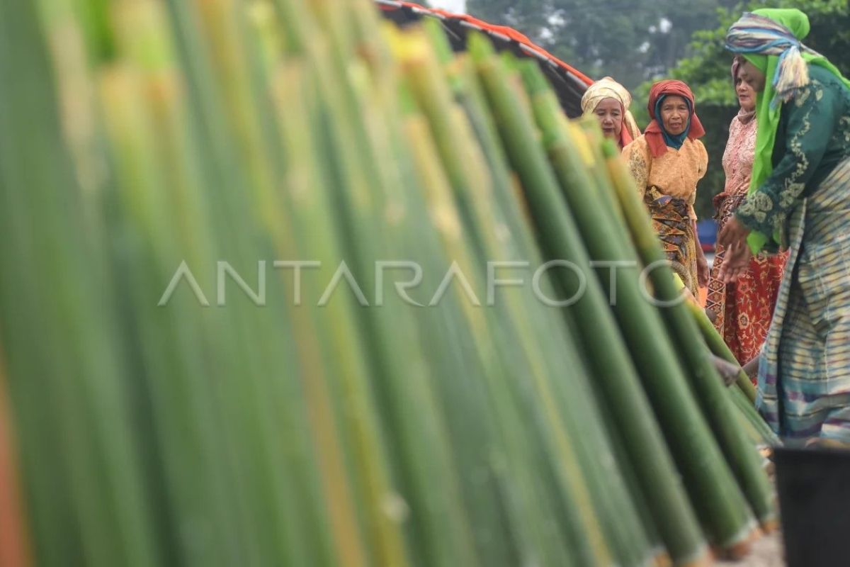 Tradisi Malamang Mauluik Gadang di Padang Pariaman Digelar, Warga Bakar Lemang Bambu untuk Peringati Maulid Nabi
