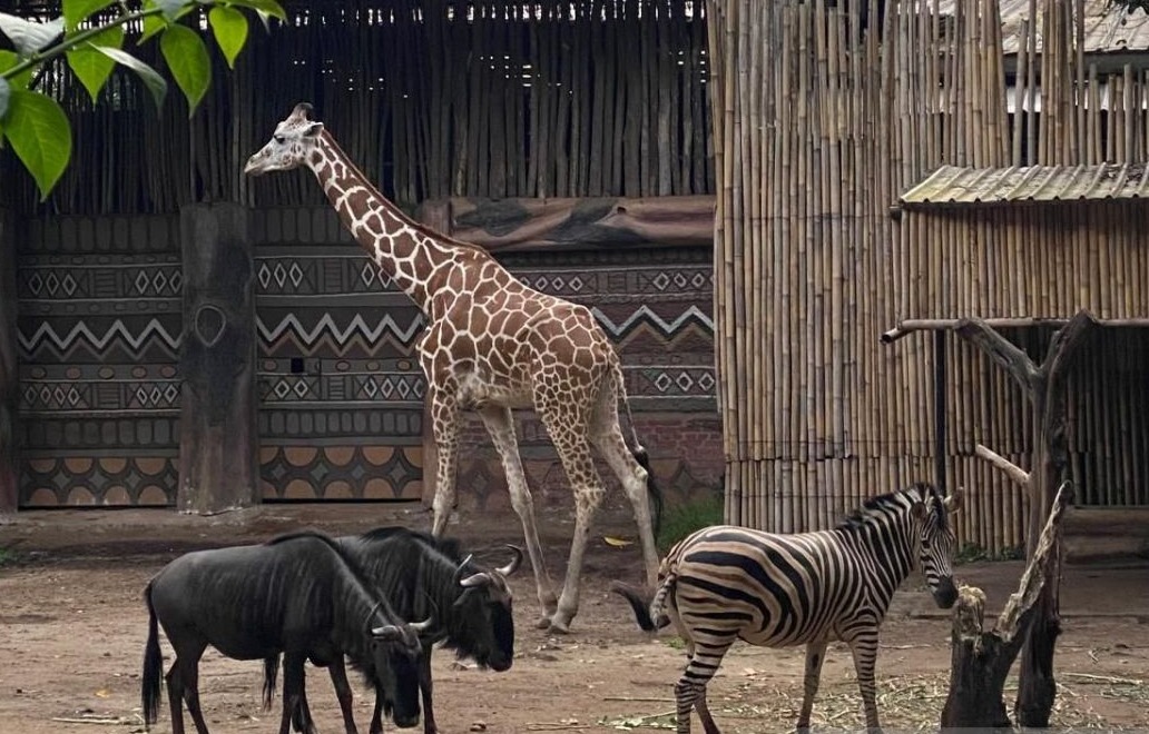 Pemkot Bandung Pastikan Pakan dan Gaji Karyawan Kebun Binatang Aman