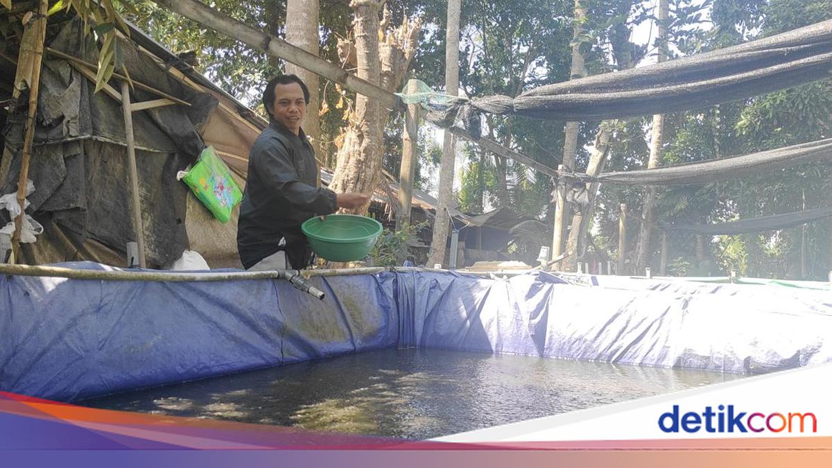 Eks Pengukir Kayu di Badung Sukses Budi Daya Lele Sangkuriang, Omzet Capai Puluhan Juta per Bulan