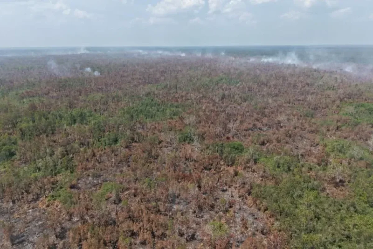 Disbun Sumsel Minta Perusahaan Sawit Perkuat Mitigasi Karhutla Usai 200 Hektare Gambut di OKI Terbakar