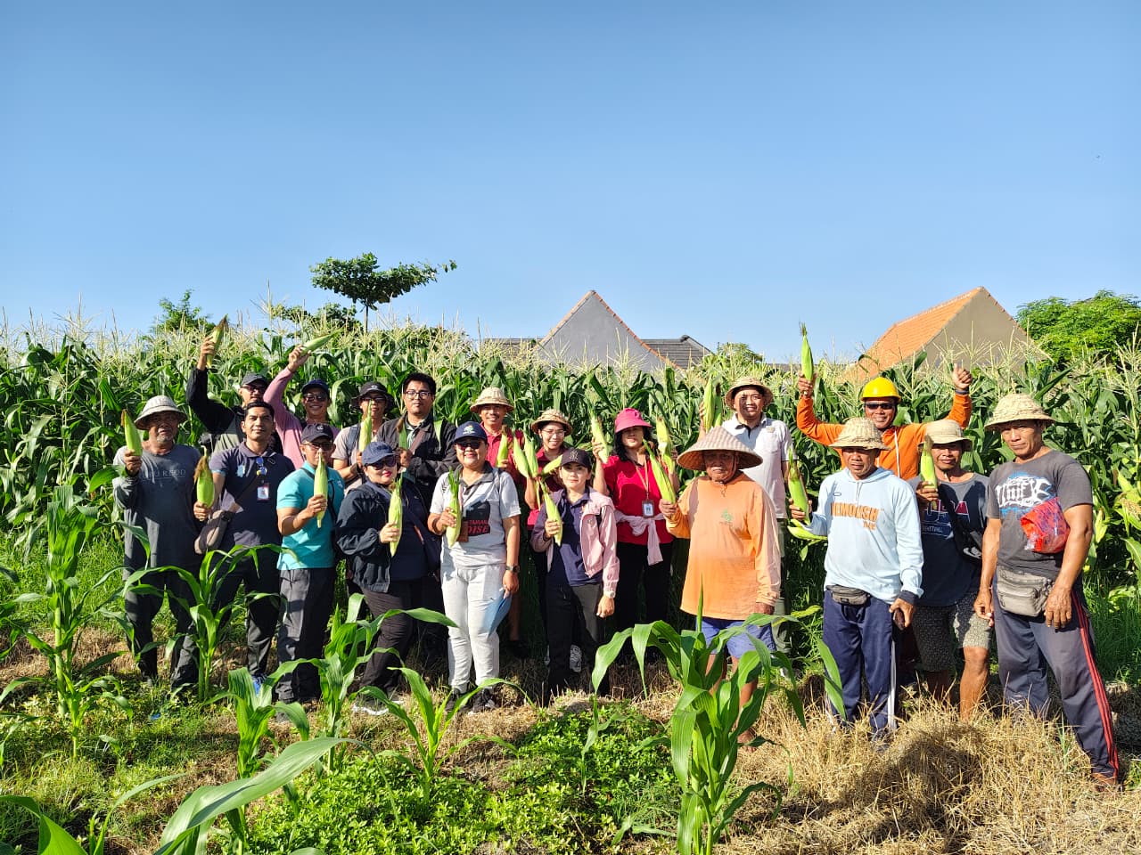 Panen Jagung Manis Golden Boy di Subak Intaran Barat Denpasar, Lahan Bera 20 Are Hasilkan 3,21 Ton