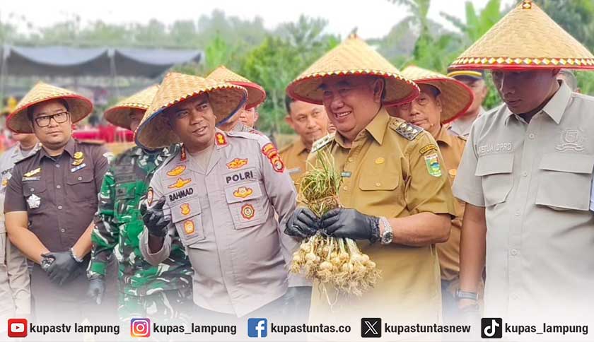 Bupati Tanggamus Siapkan Perluasan Lahan Bawang Putih Usai Panen Perdana Grade A di Ulubelu, Target Kurangi Impor 541.400 Ton