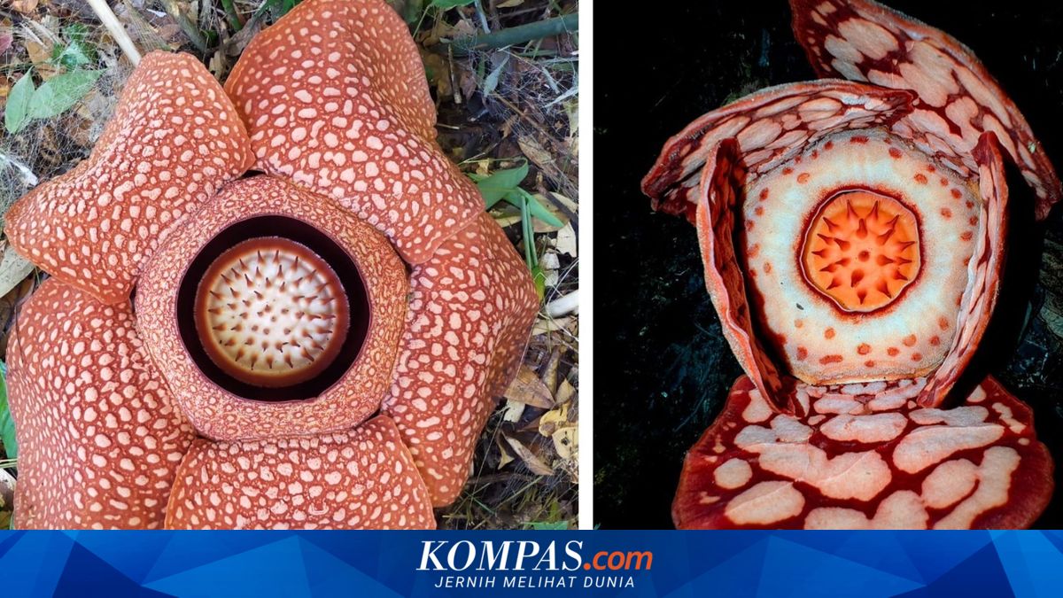Fenomena Langka Dua Rafflesia Mekar Berdampingan di Bengkulu Utara, Jarak Hanya 3 Meter
