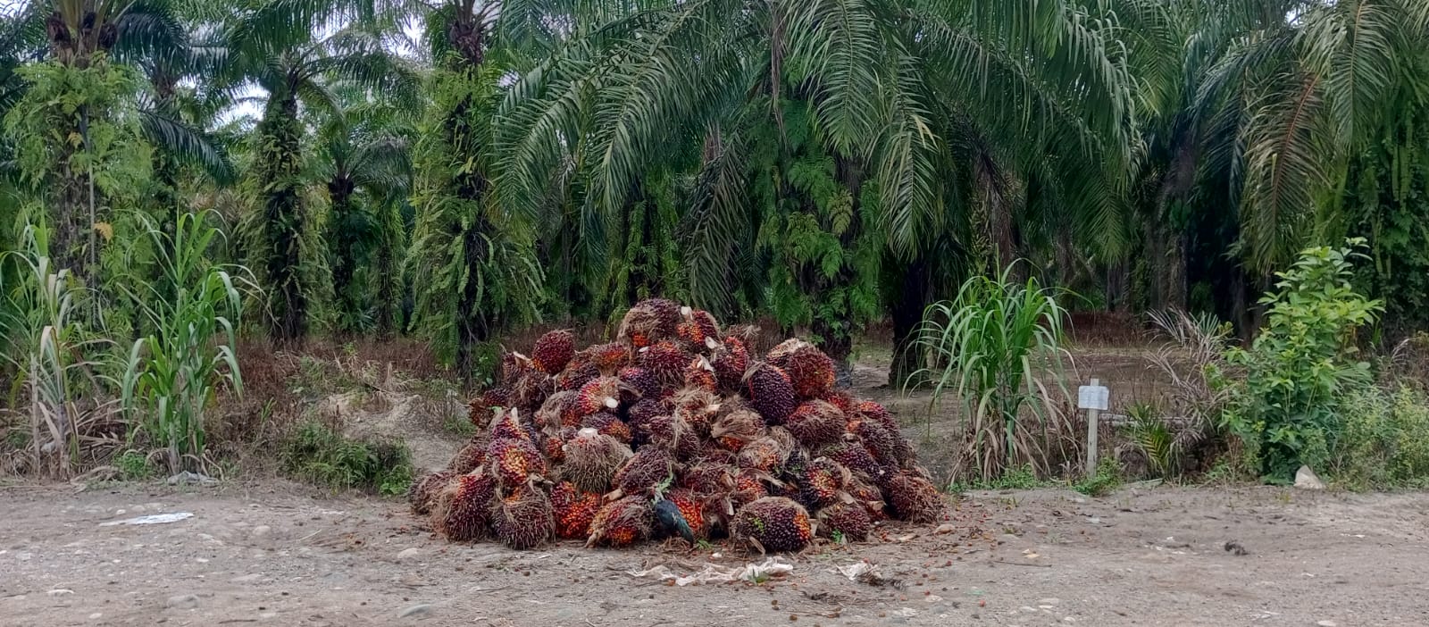 Harga TBS Sawit di Pesisir Selatan Naik Jadi Rp1.500 per Kg, Petani Masih Keluhkan Mahalnya Pupuk NPK