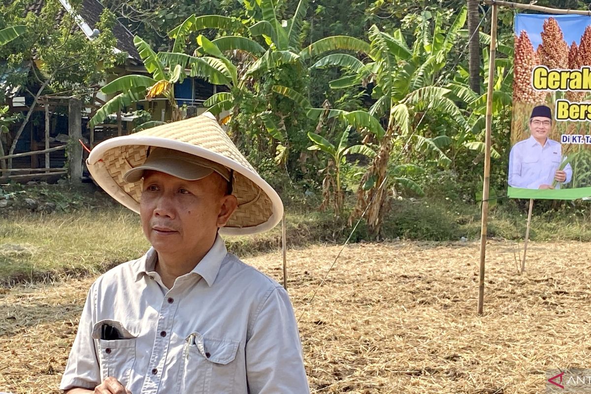 Target Surplus Padi Bantul 100 Ribu Ton pada 2026, DKPP Minta Petani Perpendek Jeda Tanam