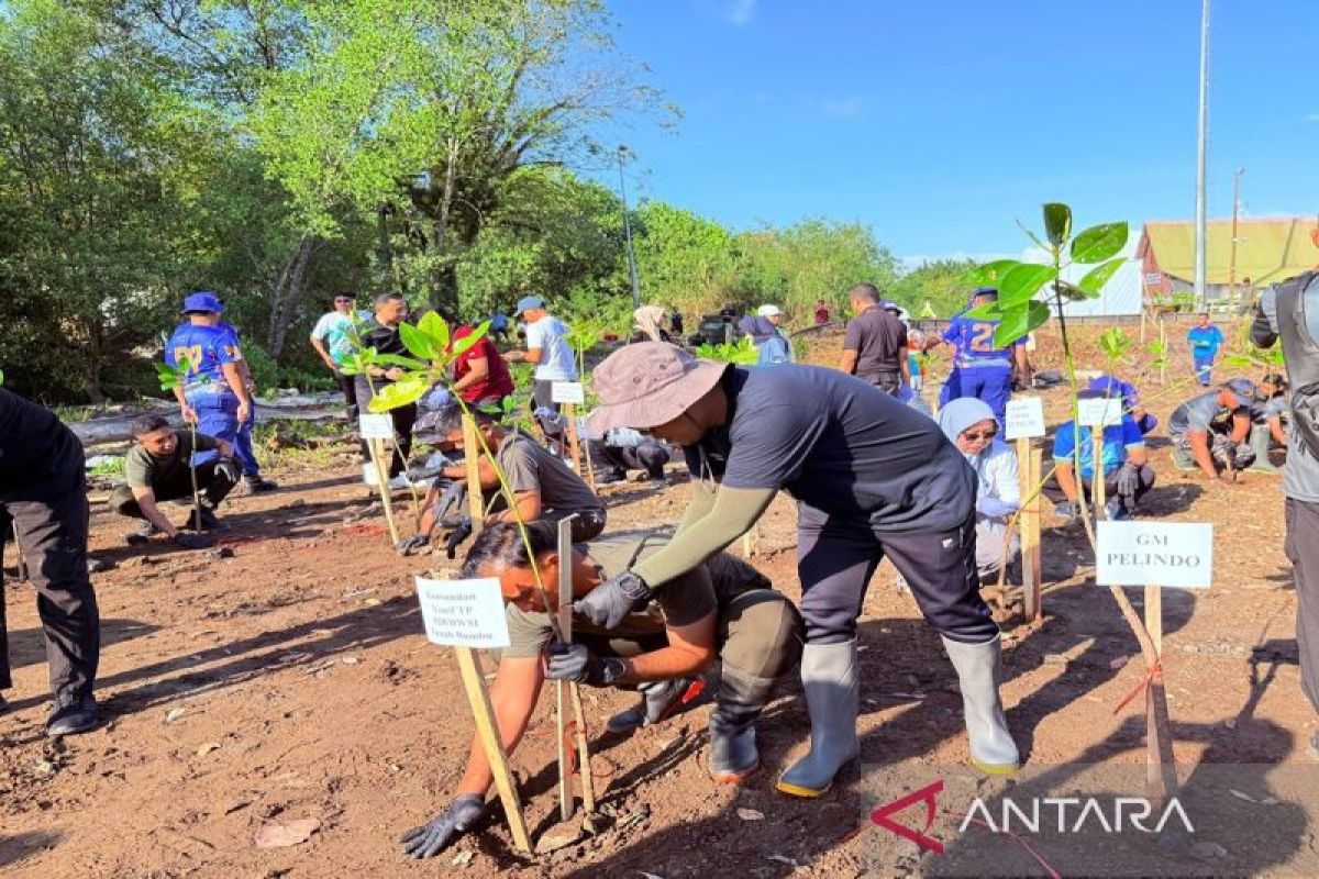 Pelindo Batulicin Tanam Ratusan Bibit Mangrove di Pesisir Tanah Bumbu, Libatkan TNI AL dan Warga 4 Desa