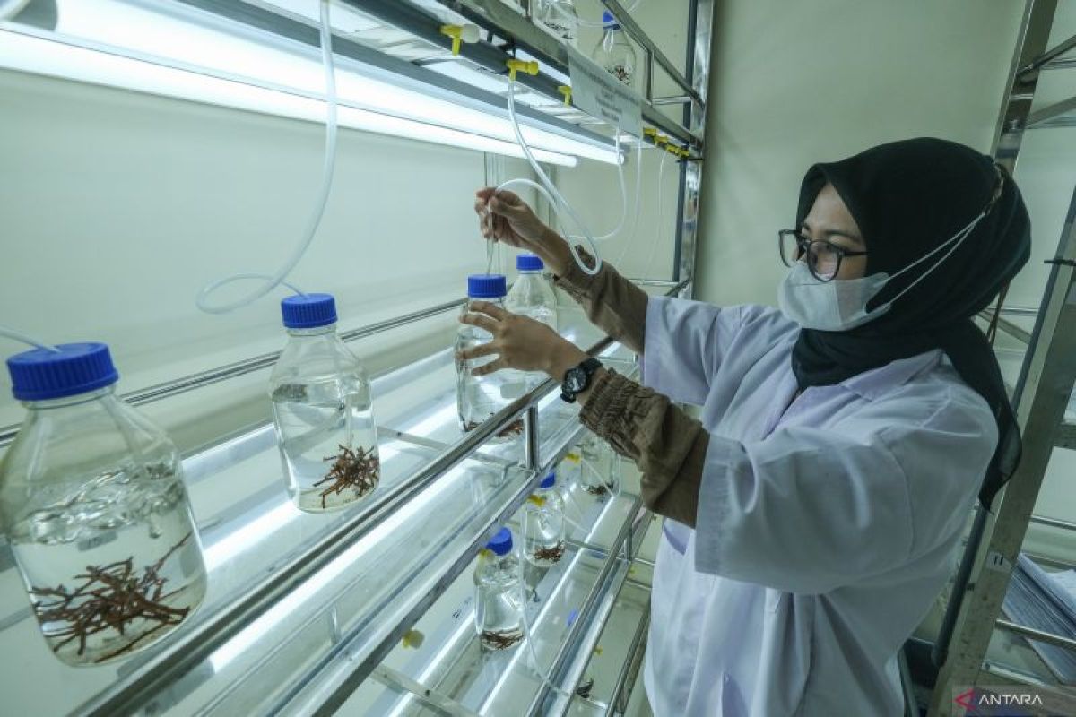 Dinas Kelautan Wakatobi Dampingi Laboratorium UPBRL Produksi 1.500 Plantlet Bibit Rumput Laut untuk 60 Petani Binaan