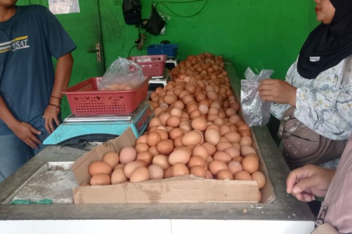 Pasokan Melimpah, Harga Telur di Lebak Anjlok Rp7.000 per Kilogram, Daging Ayam Ikut Turun