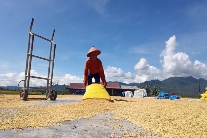 Surplus Beras Parigi Moutong 2025 Capai 130 Ribu Ton, Tertinggi dalam Beberapa Tahun Terakhir