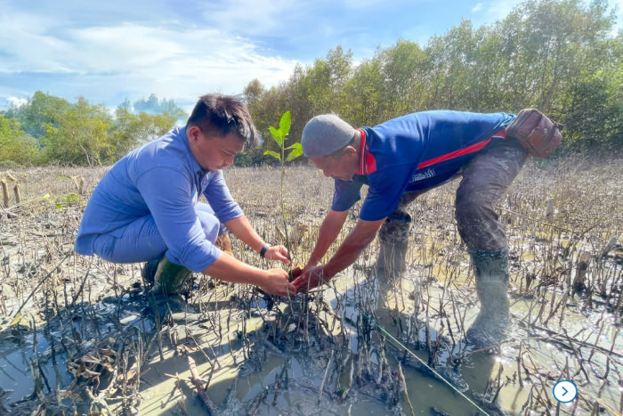 INALUM Tanam 15.000 Bibit Mangrove di Pesisir Sumatera Utara, Libatkan Kelompok Nelayan dan Petani Hutan