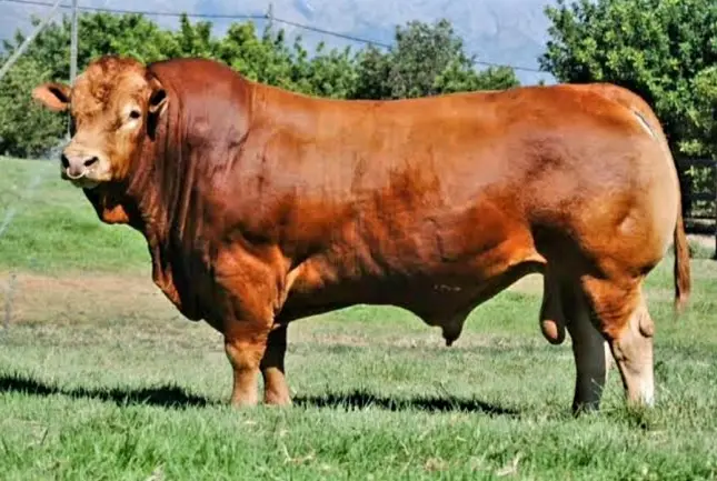 Situmpul, Sapi Limousin Cross Bobot 850 Kilogram dari Peternak Lokal Biak Numfor Jadi Pilihan Kurban Presiden Prabowo